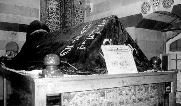 Сборник - Папоротники