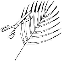 Наталья Логачева, Наталья Шешко - Энциклопедия комнатных растений