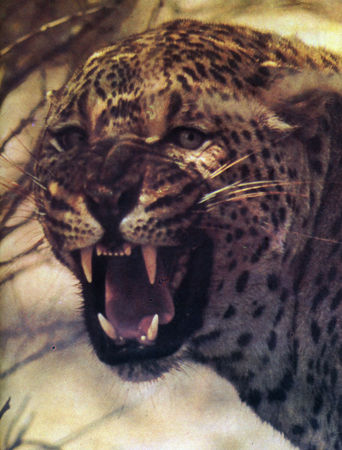 Коллектив авторов - Дикие кошки