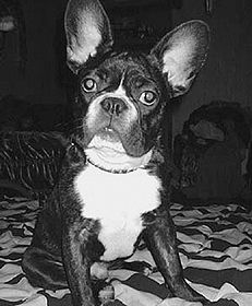 Марина Куропаткина - Французский бульдог