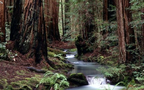 Сергей Шемякин - Амазонки за кромкой