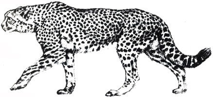 Коллектив авторов - Дикие кошки