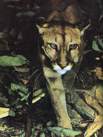 Коллектив авторов - Дикие кошки