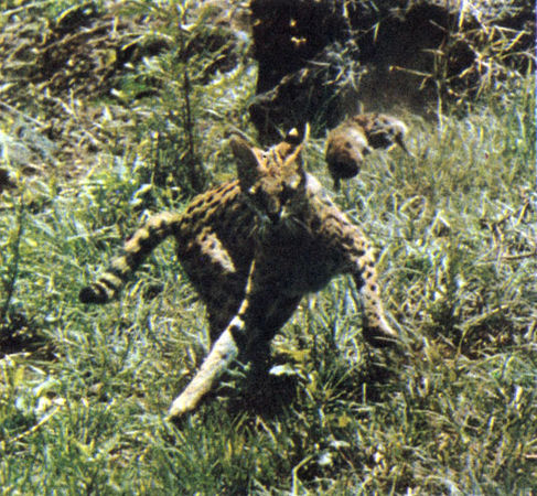 Коллектив авторов - Дикие кошки