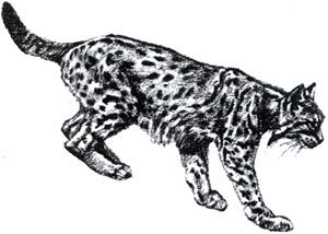 Коллектив авторов - Дикие кошки