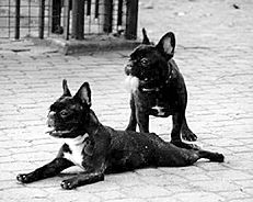 Марина Куропаткина - Французский бульдог