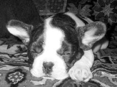 Марина Куропаткина - Французский бульдог