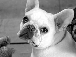 Марина Куропаткина - Французский бульдог