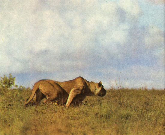 Коллектив авторов - Дикие кошки