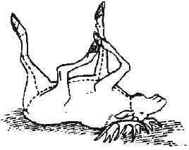 Коллектив Авторов - Способы автономного выживания человека в природе