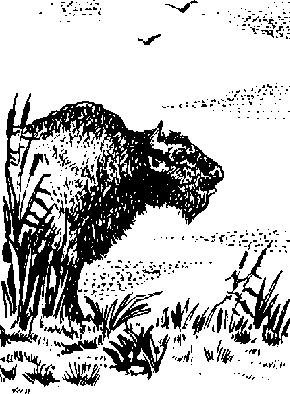 Чарльз Робертс - Каменный век (с иллюстрациями)