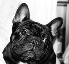 Марина Куропаткина - Французский бульдог