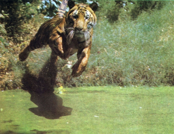 Коллектив авторов - Дикие кошки