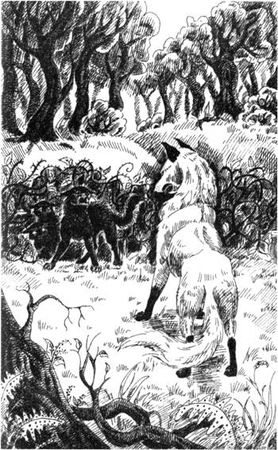 Эрин Хантер - Нерассказанные истории: История Остролистой