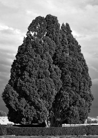 Сейед Нассер Табаи, Алекс Громов - Персия. История неоткрытой страны