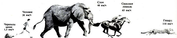 Дикие кошки