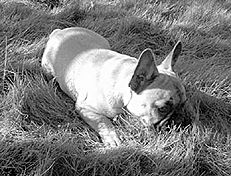 Марина Куропаткина - Французский бульдог