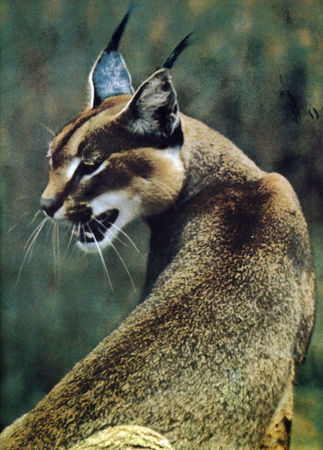 Коллектив авторов - Дикие кошки