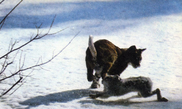 Коллектив авторов - Дикие кошки