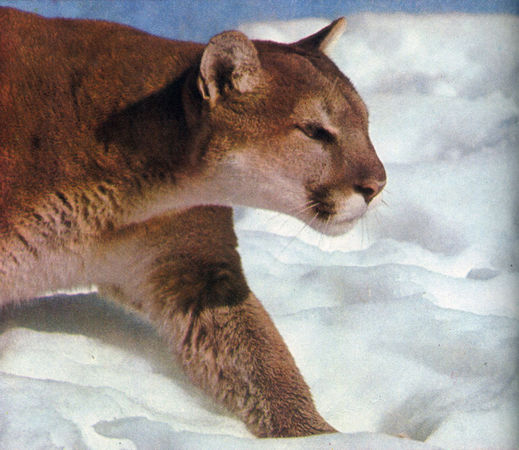 Коллектив авторов - Дикие кошки