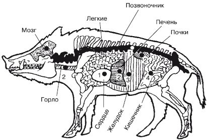 Коллектив Авторов - Способы автономного выживания человека в природе