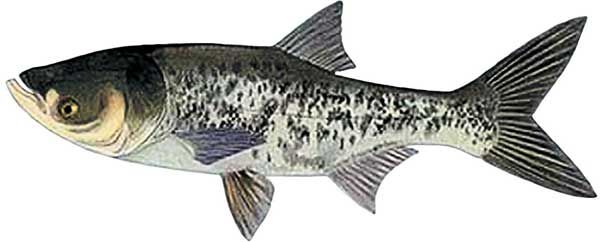 Константин Сторожев - Ловля карпа, леща, толстолобика, белого амура. Секреты и...