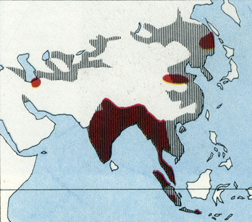 Коллектив авторов - Дикие кошки