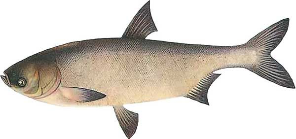 Константин Сторожев - Ловля карпа, леща, толстолобика, белого амура. Секреты и...