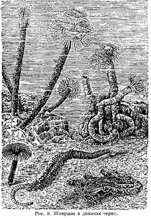 В. Богоров - Подводный мир