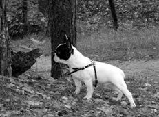 Марина Куропаткина - Французский бульдог