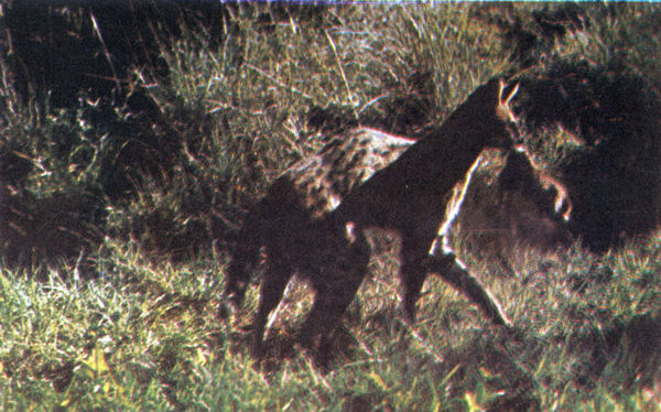 Коллектив авторов - Дикие кошки