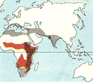 Коллектив авторов - Дикие кошки