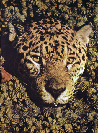 Коллектив авторов - Дикие кошки