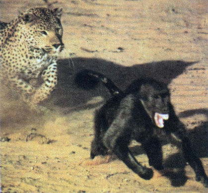 Коллектив авторов - Дикие кошки