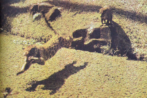 Коллектив авторов - Дикие кошки