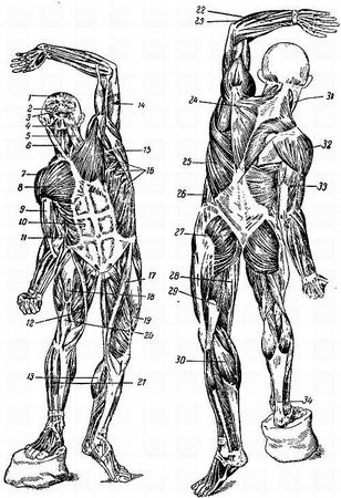 Иван Саркизов-Серазини - Спортивный массаж