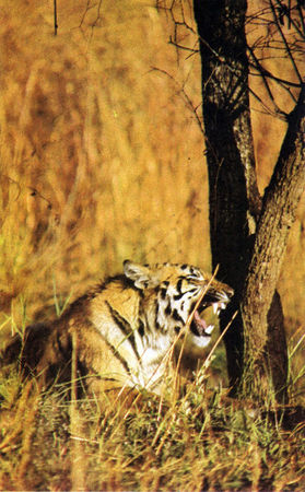 Коллектив авторов - Дикие кошки