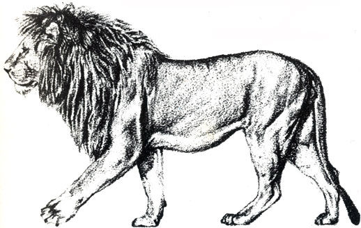 Коллектив авторов - Дикие кошки