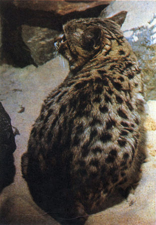 Коллектив авторов - Дикие кошки