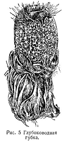 В. Богоров - Подводный мир