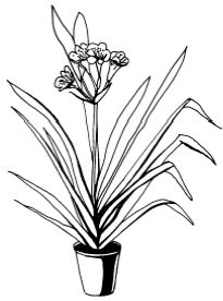 Наталья Логачева, Наталья Шешко - Энциклопедия комнатных растений