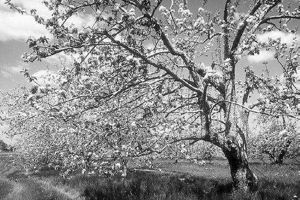 Сборник статей - Прогулки по Москве