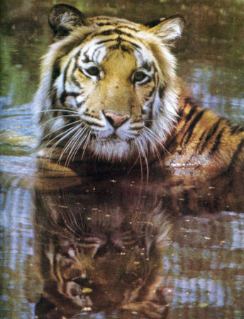 Коллектив авторов - Дикие кошки