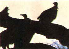 Коллектив авторов - Дикие кошки