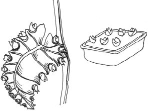 Наталья Логачева, Наталья Шешко - Энциклопедия комнатных растений