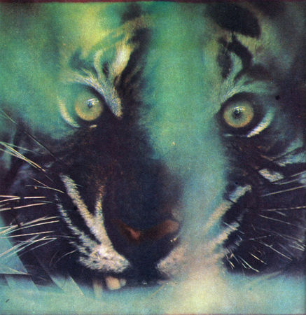 Коллектив авторов - Дикие кошки