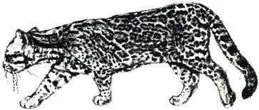 Коллектив авторов - Дикие кошки