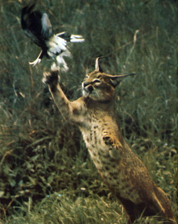 Коллектив авторов - Дикие кошки