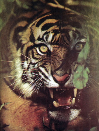 Коллектив авторов - Дикие кошки