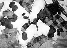 Марина Куропаткина - Французский бульдог